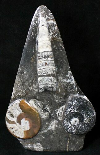 Fossil Goniatite & Orthoceras Sculpture - #18232